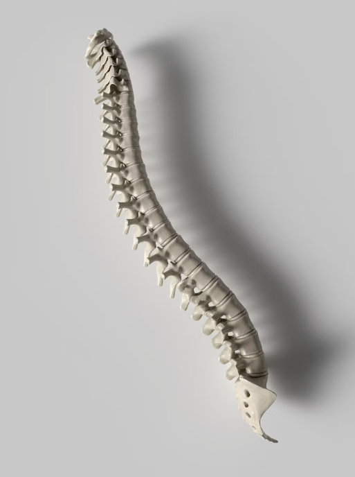 Spine